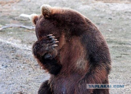 Цены, запросы и ассортимент содержанок XXI века