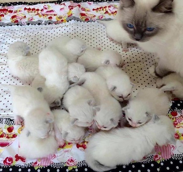 Коты и Кошки