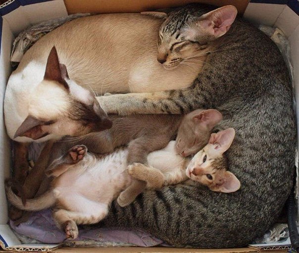Коты и Кошки