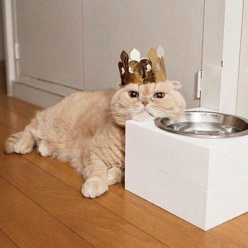 Коты и Кошки