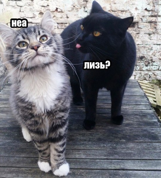 Коты и Кошки
