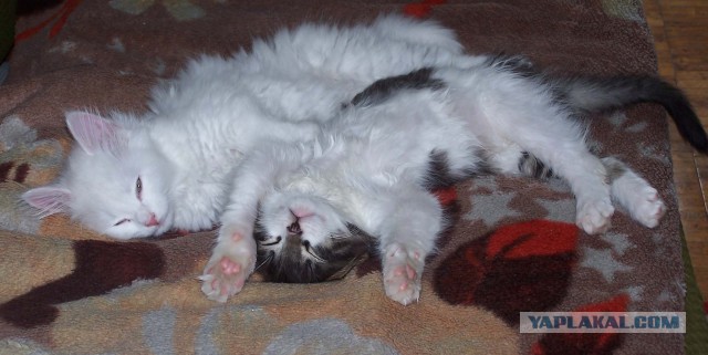 Коты. Отнюдь не ми-ми-ми.