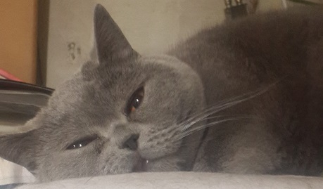 Котовторник!