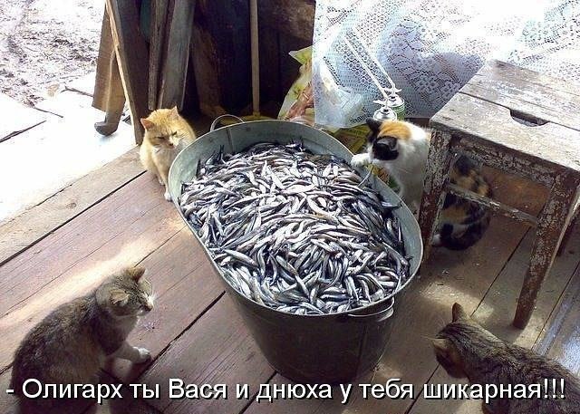 Живность из сети
