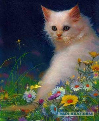 Котовторник на ЯПлакалъ! От числа 09.09.08