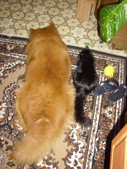 А как же котовторник?