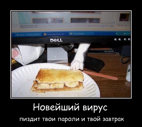 Lolcats - котовторник 33 лолокота!