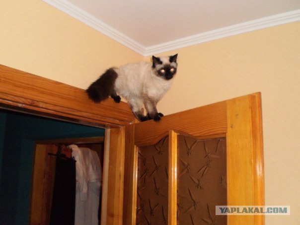 Котовторник: начало