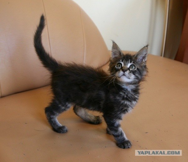 Котовторник 06.12.2011