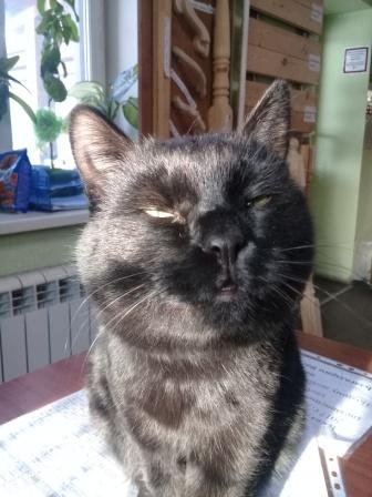 Котовторник 18.12.2018