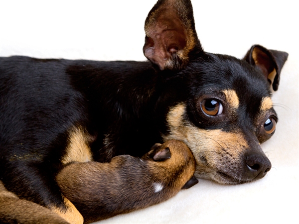 Чудо под названием жизнь!