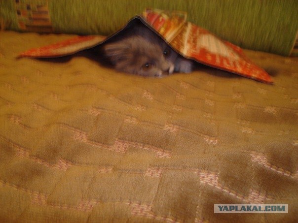 Котовторник 10.04.2012