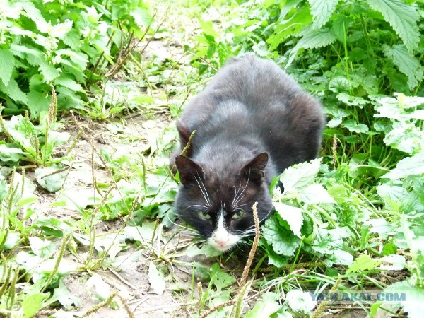 Котонянька и котовторник