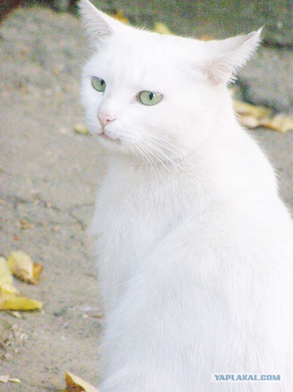 16 лучших котов сезона