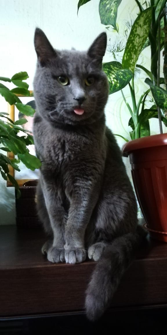 Забавные фото котеек