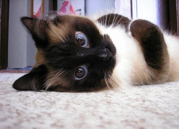 Котовторник 19.02.2013