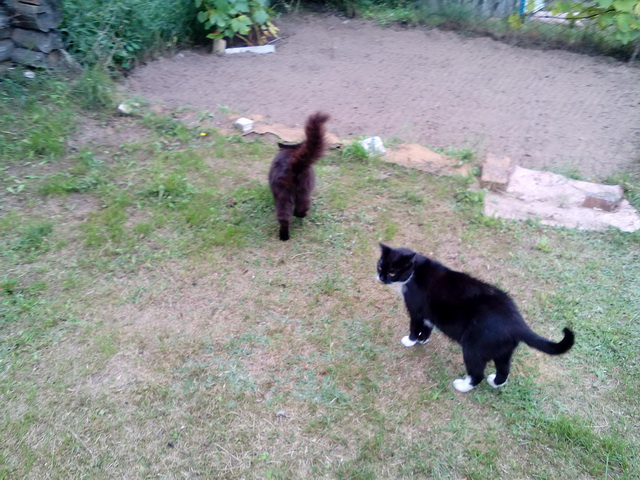 Котовторник 26.02.2019