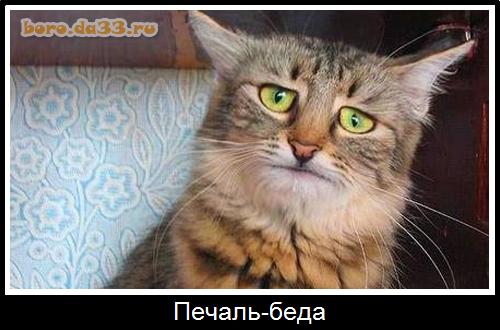 "Вы что там жрете?!" Герман Стерлигов закрыл все магазины в Москве и обозвал покупателей "говноедами"