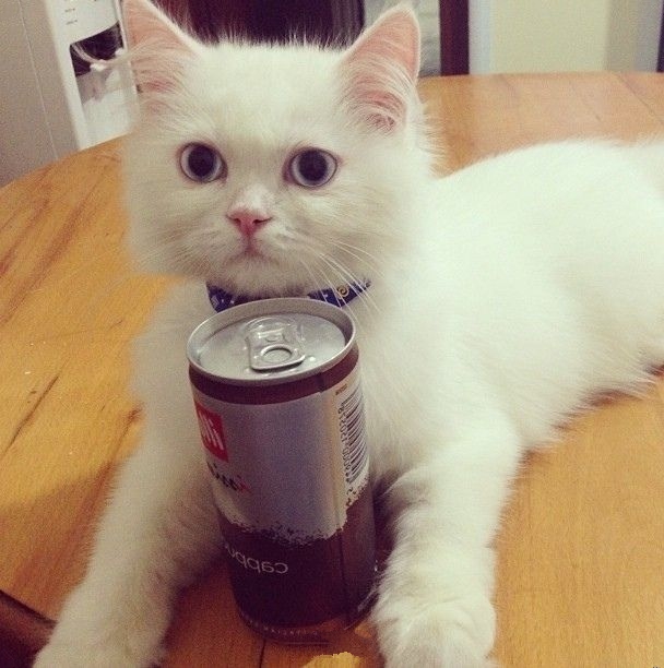 Забавные животные