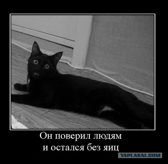 Фотожаба: котейка в шоке