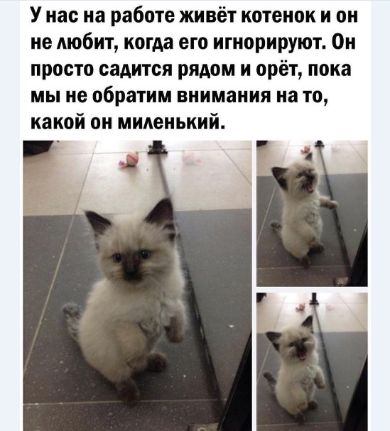 Картинки и мемы для настроения 009