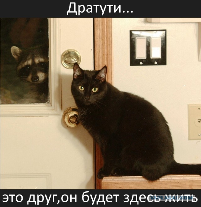 Котокартинки