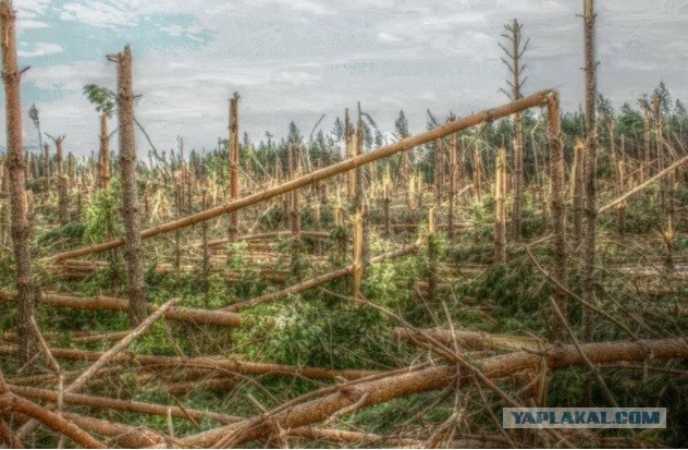 Уничтожение сосновой рощи в Санкт-Петербурге во время сильнейшего штормового ветра в понедельник