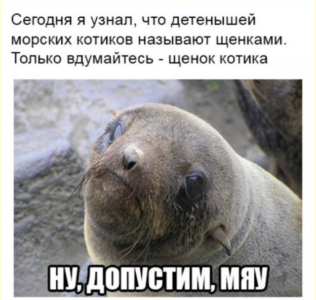 К котовторнику: подборка картинок-баянов с котиками и про котиков. Выпуск 12