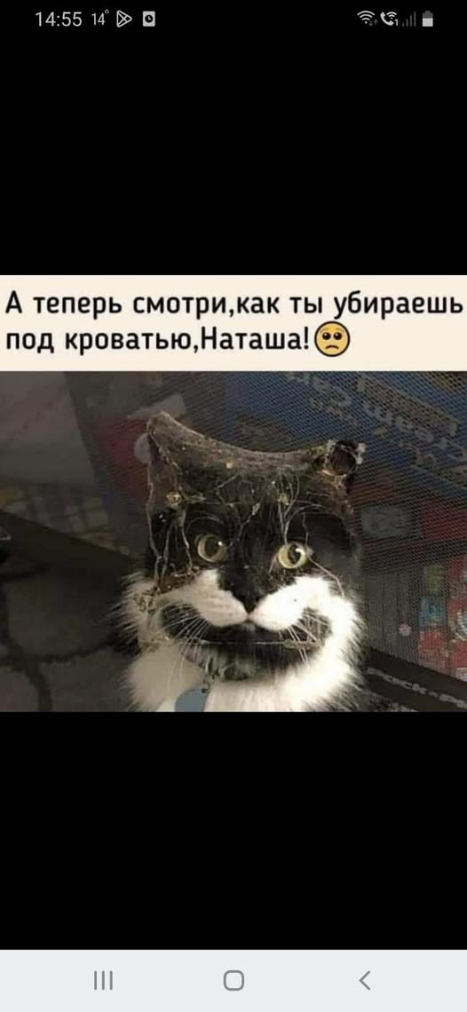 Веселое настроение в картинках