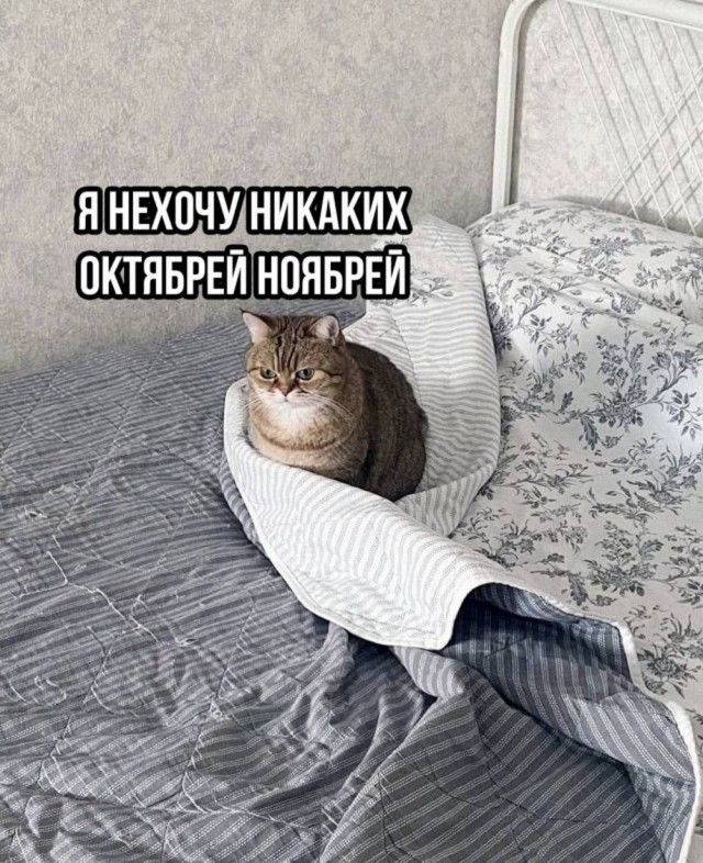 К котовторнику: подборка картинок-баянов с котиками и про котиков. Выпуск 24.