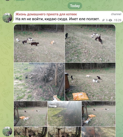 Жизнь домашнего приюта для котеек 575