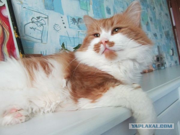 Котовторник 23.07.2013