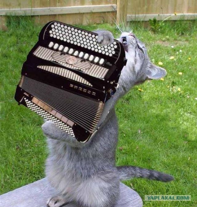 *БАЯН*Молочные