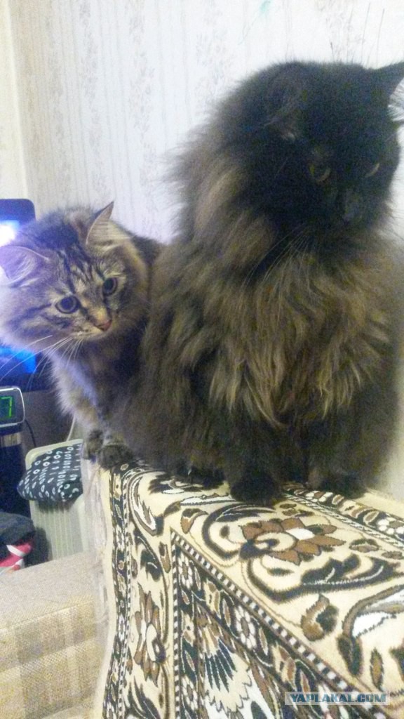 Котовторник 27.5.2014
