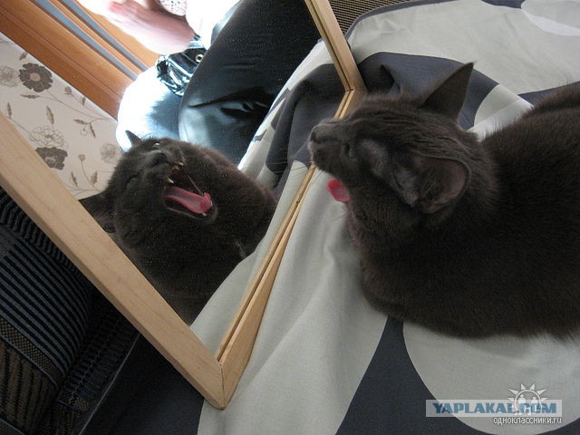 А у тебя есть фото твоей зевающей котейки ?