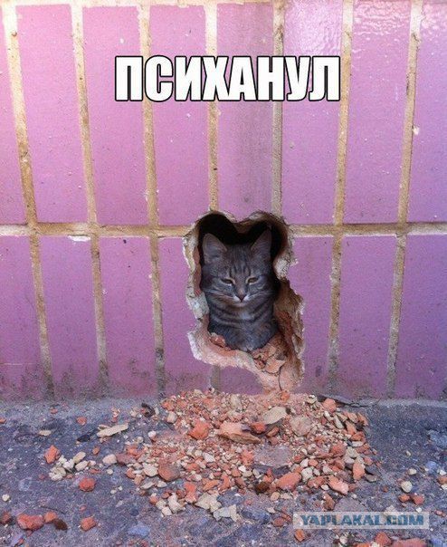 Свежие картинки из сети
