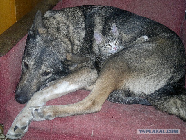 Котовторник 28.10.2014