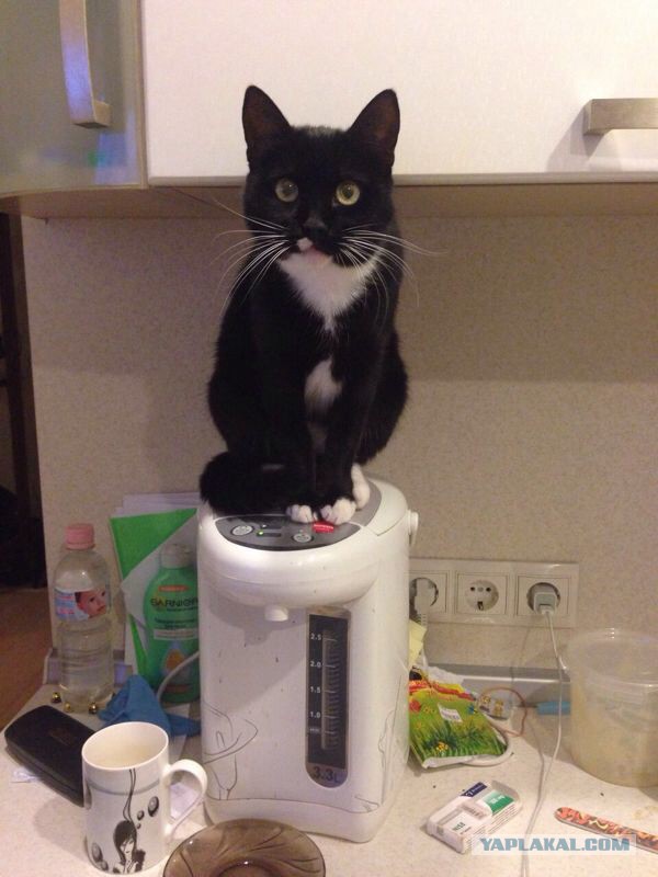 Котовторник 27.01.2015