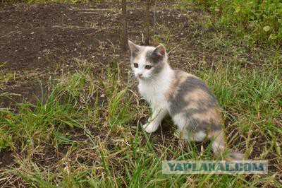 Котовторник