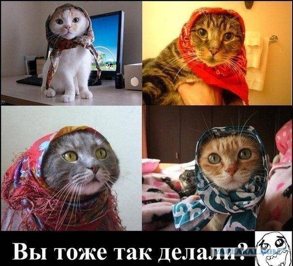 Весёлости в картинках
