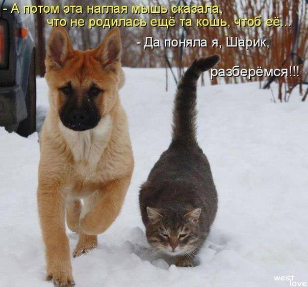 Почти "Том и Джерри"