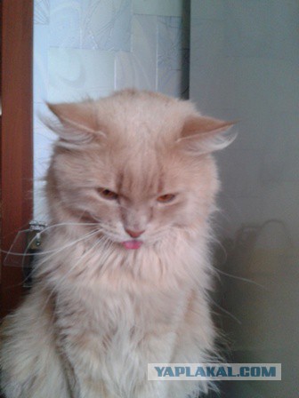 Котовторник 22.12.2015