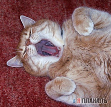 Коты, кошки, котята