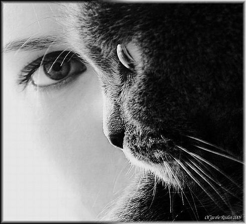 Коты, кошки, котята