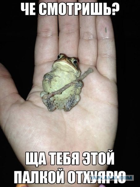 Картинки из сети