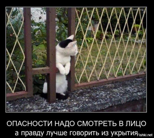 Котовторник 12.04