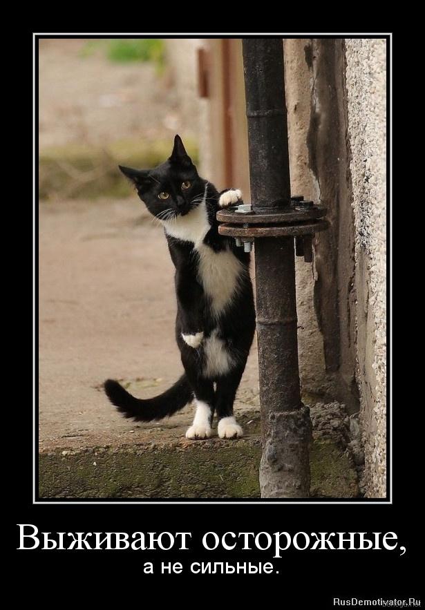 Демы к котовторнику!