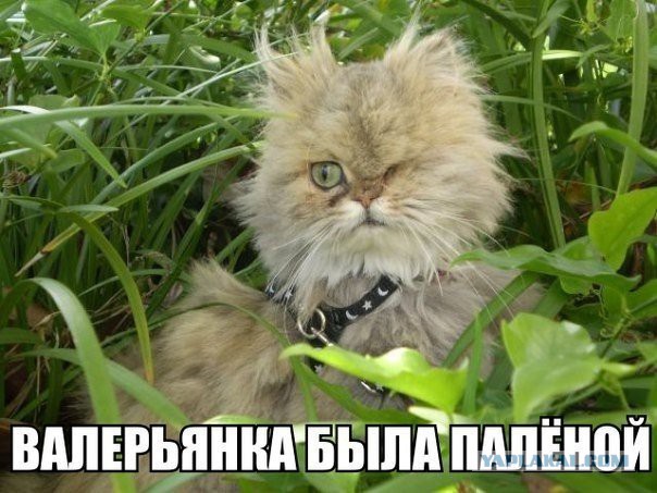 Взяли домой крошечного котенка мейн-куна — полюбуйтесь, каким он стал через год!