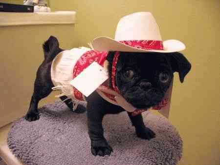 Мопсы - забавная порода собак!