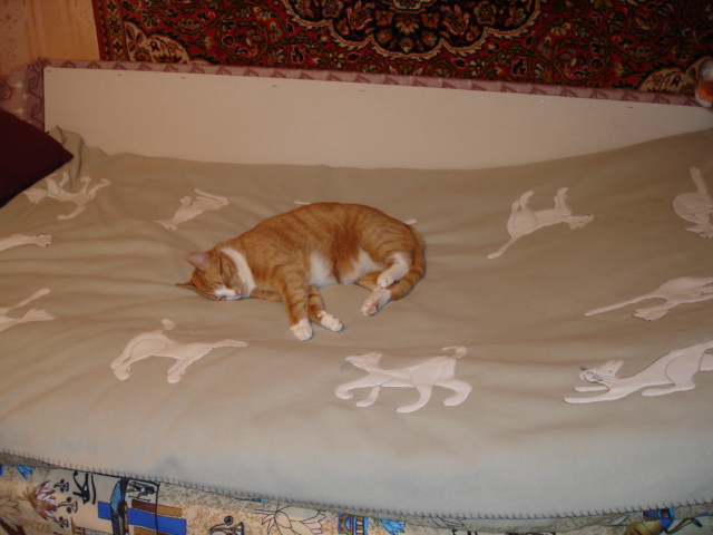 Котомет во вторник (11.12.2007)